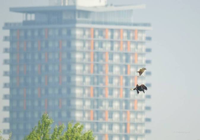 10483855_778904002174953_2568817306567567093_n