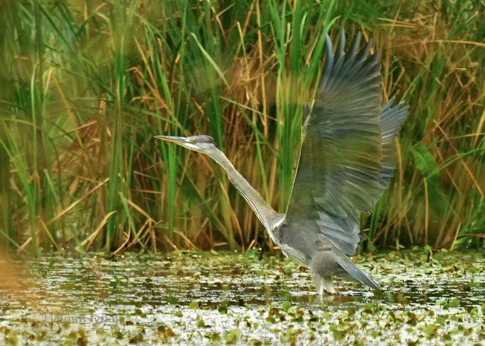 10698712_776970959034924_7820300288693318593_n